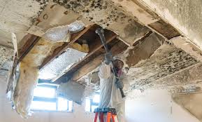 Mold Remediation for Vacation Homes in Litchfield, MI